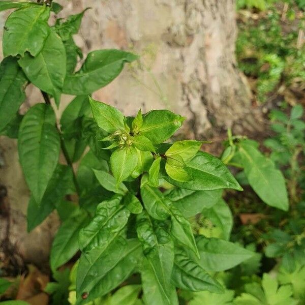 Phlox paniculata Leaf