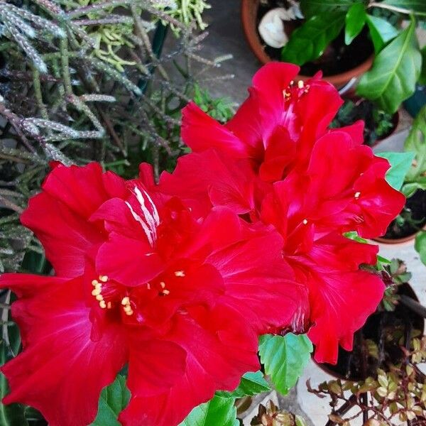 Hibiscus schizopetalus Λουλούδι