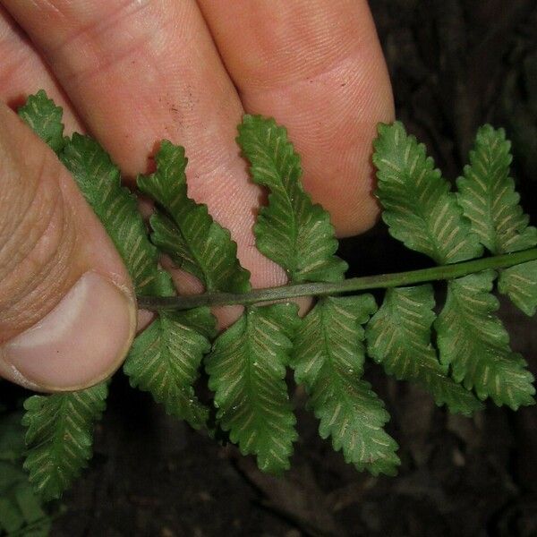 Asplenium macrophlebium Liść