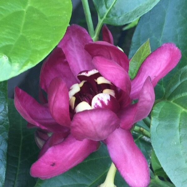 Calycanthus floridus Cvet