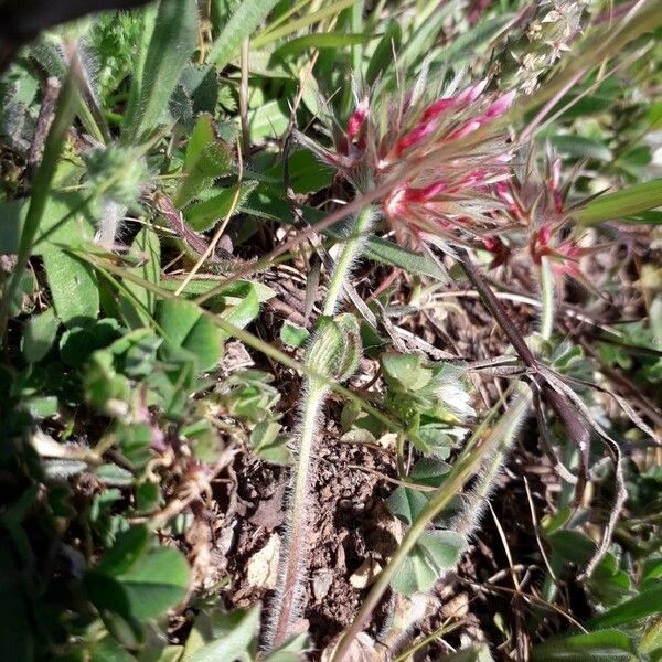 Trifolium stellatum Yaprak
