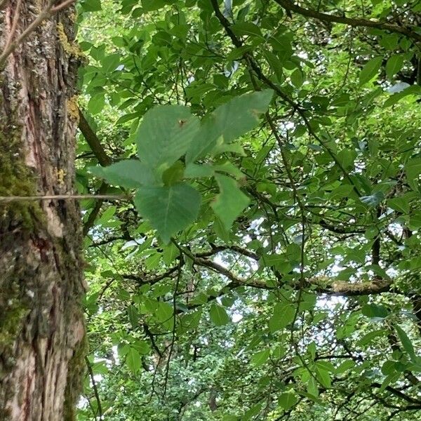 Ulmus davidiana Leaf