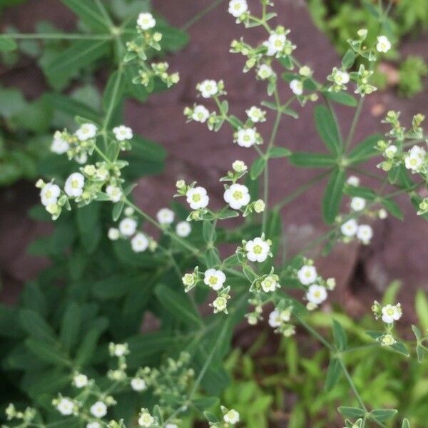 Euphorbia corollata Λουλούδι