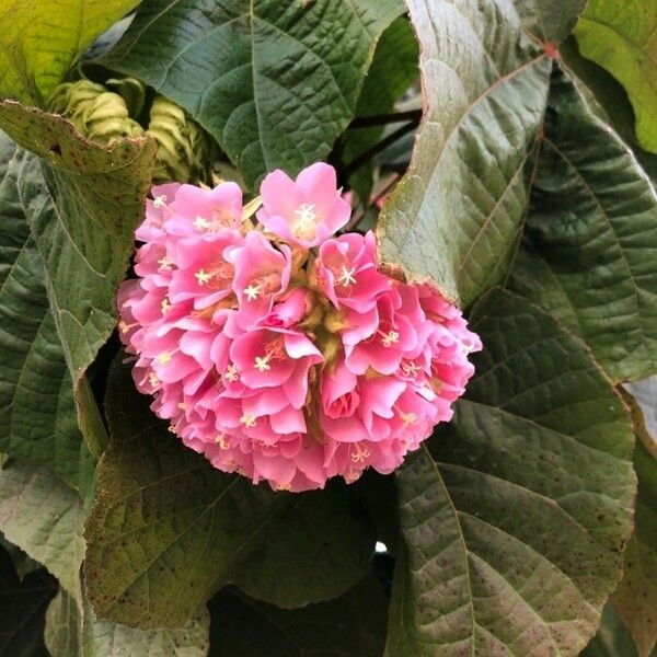 Dombeya wallichii Fiore