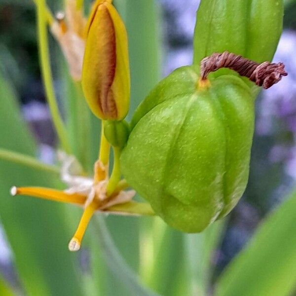 Iris domestica Плід