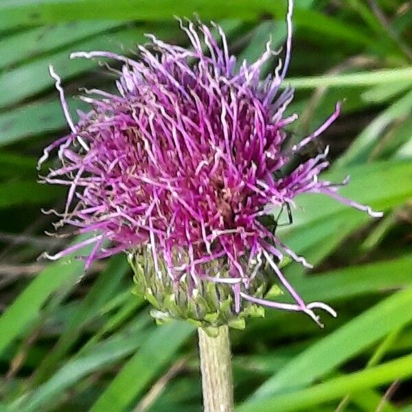 Cirsium heterophyllum Цветок