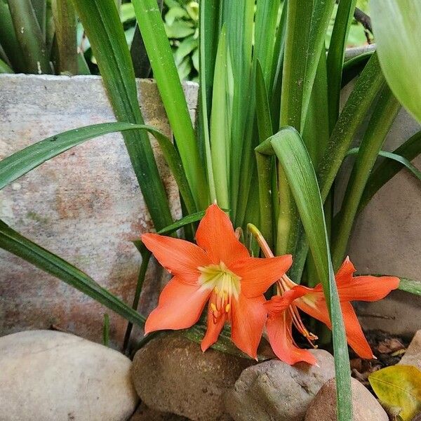 Hippeastrum puniceum Flower