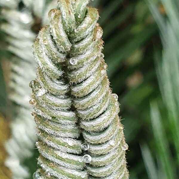 Encephalartos tegulaneus Blad