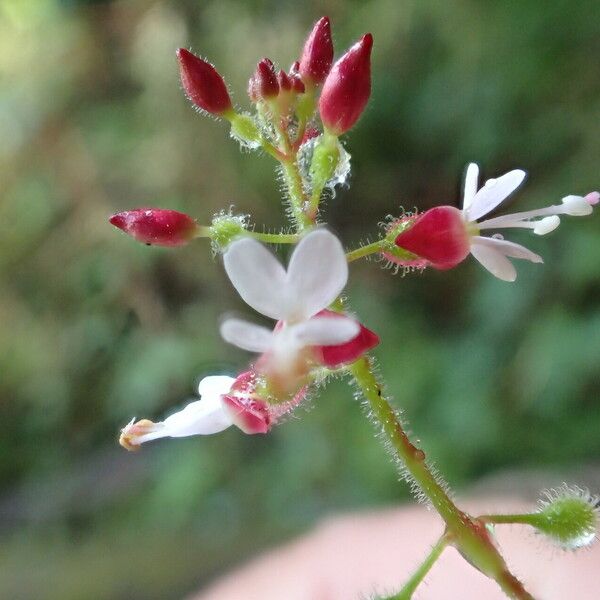 Circaea lutetiana Λουλούδι