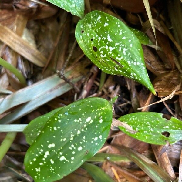 Dracaena surculosa Leaf