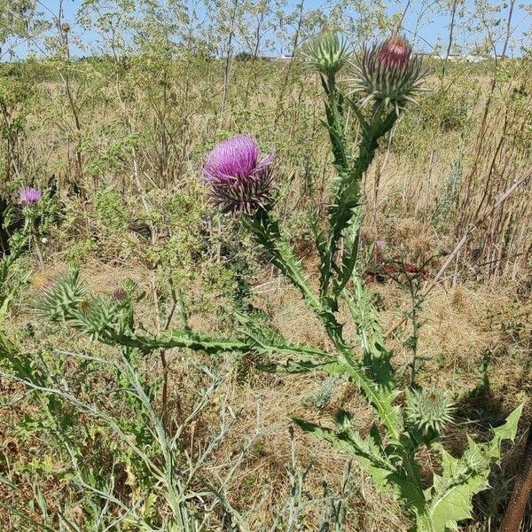 Onopordum tauricum Habit