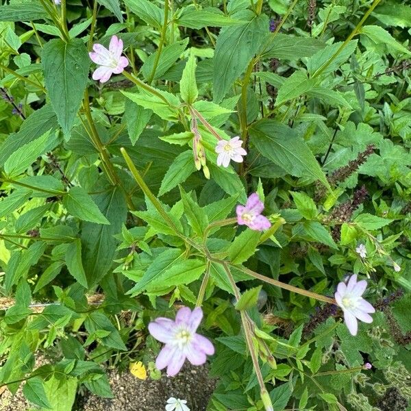 Epilobium montanum Hàbitat