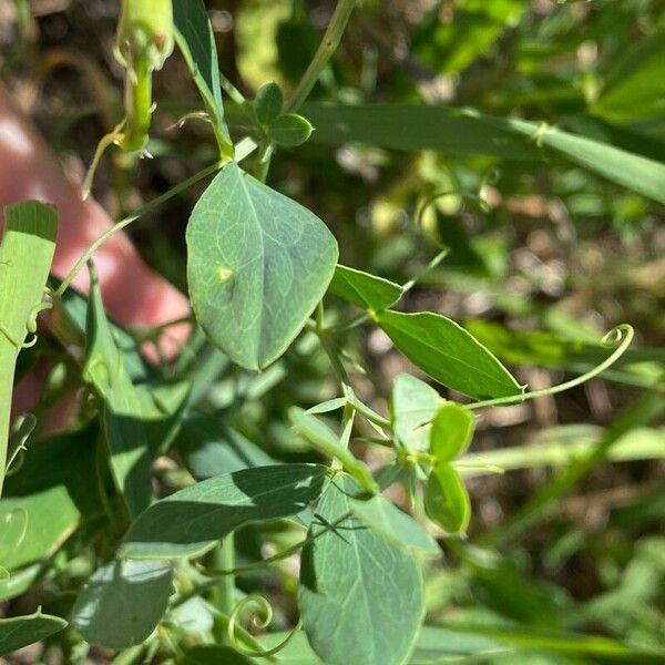 Lathyrus tuberosus Ліст