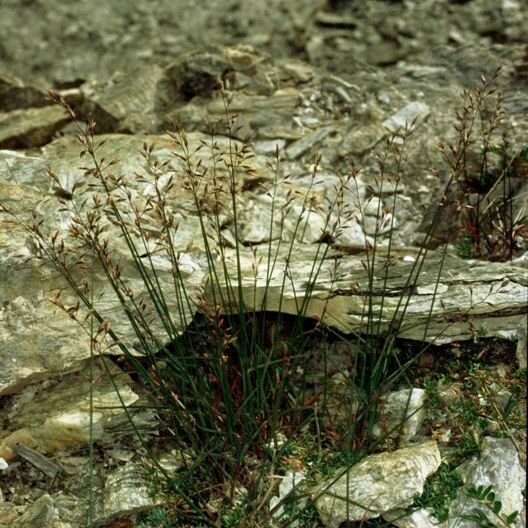 Poa glauca Habitatea