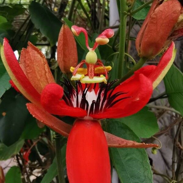 Passiflora miniata Flors