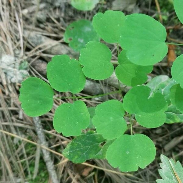 Thalictrum dioicum Hoja