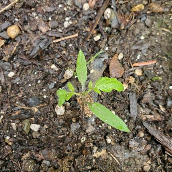 Solanum lycopersicum Folha