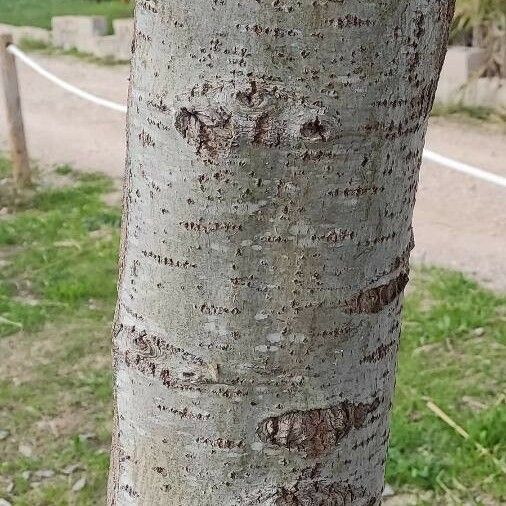 Populus alba چھال