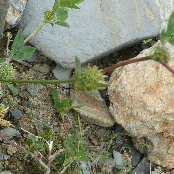 Trifolium glomeratum Habit
