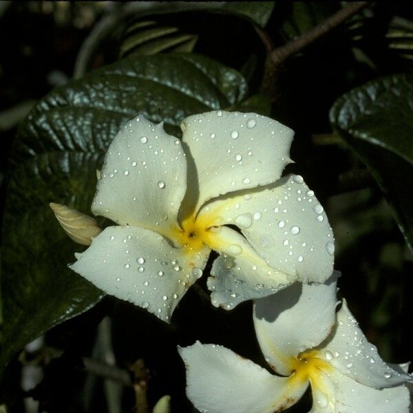 Chonemorpha fragrans Çiçek