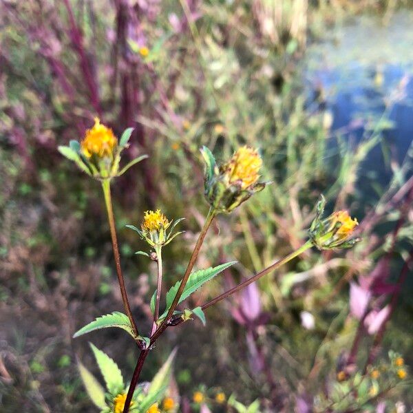 Bidens frondosa Fiore