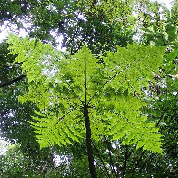 Leptopteris wilkesiana Hábito