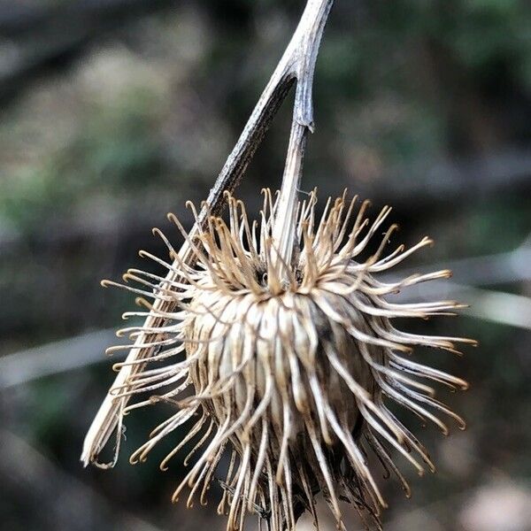 Arctium nemorosum Virág