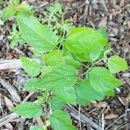 Celtis laevigata Blatt