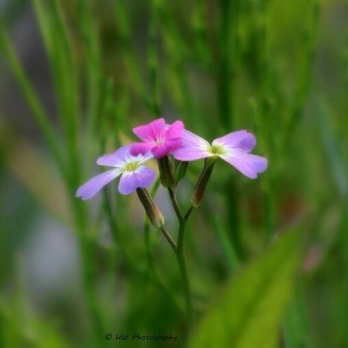 Primula laurentiana Flower