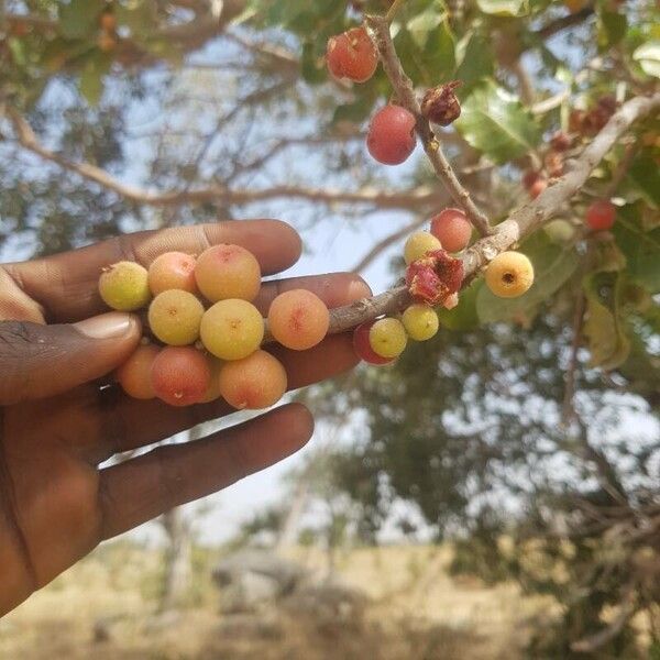 Ficus glumosa ফল