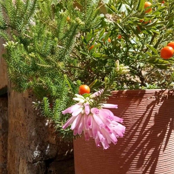 Erica verticillata Flor