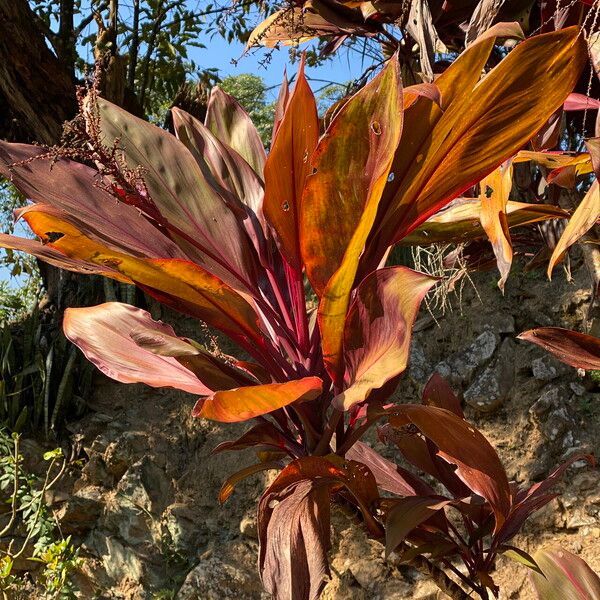 Cordyline fruticosa Листок