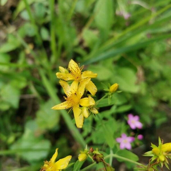 Hypericum montanum Žiedas