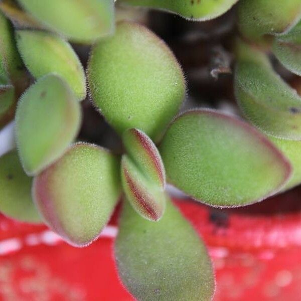 Crassula lanuginosa 葉