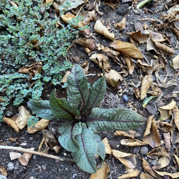 Hieracium venosum Liść