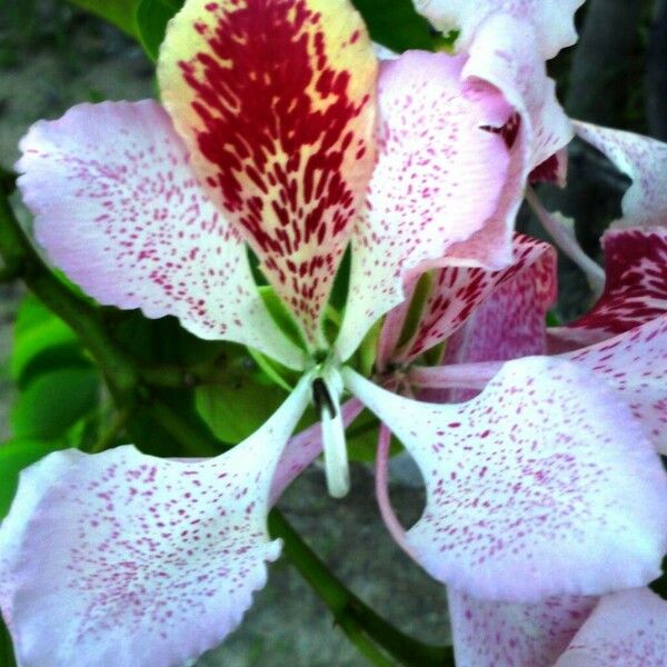 Bauhinia monandra Flor