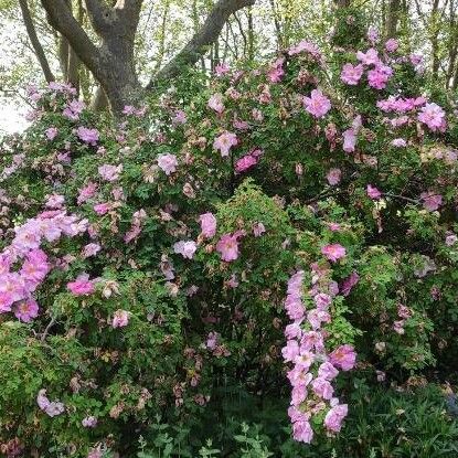 Rosa moyesii Hàbitat