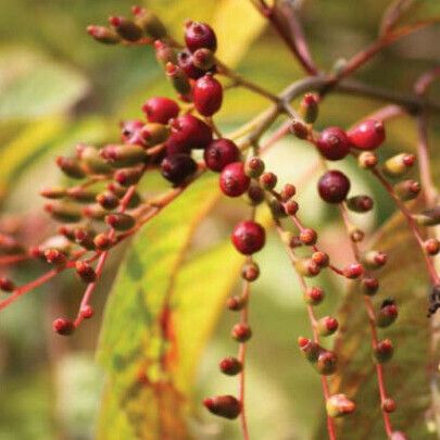 Pistacia chinensis Frucht