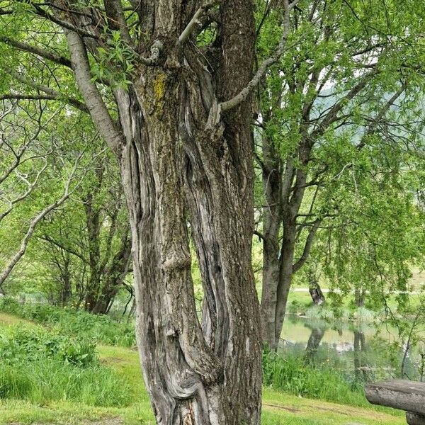 Salix pentandra বাকল