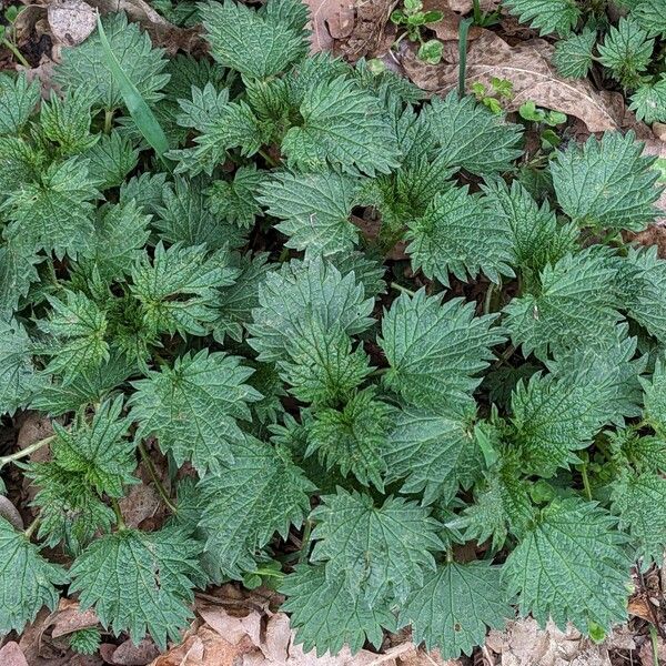 Urtica dioica Hábitos