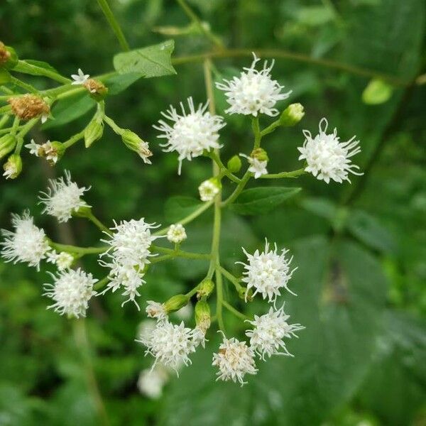 Ageratina aromatica Flower