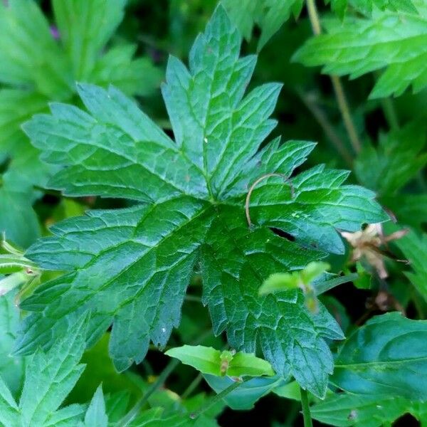 Geranium palustre Leaf