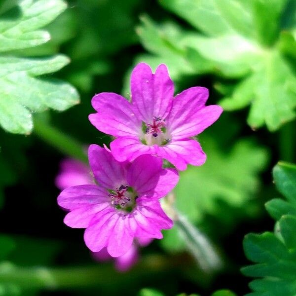 Geranium molle 花