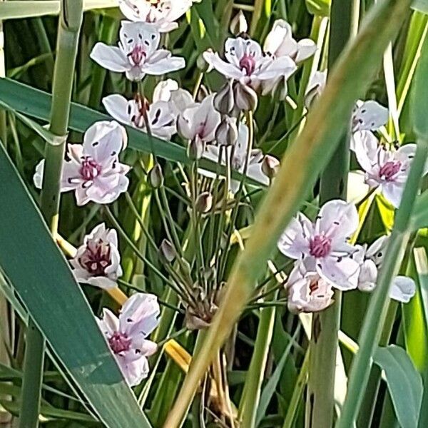 Butomus umbellatus Blüte