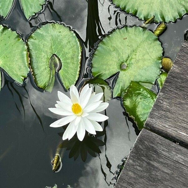 Nymphaea lotus Floare