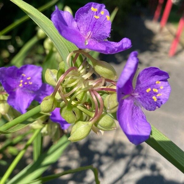 Tradescantia ohiensis പുഷ്പം