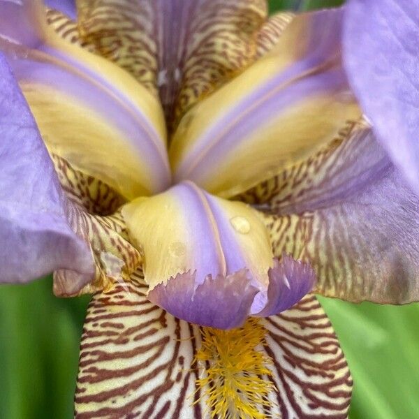 Iris variegata Blomma