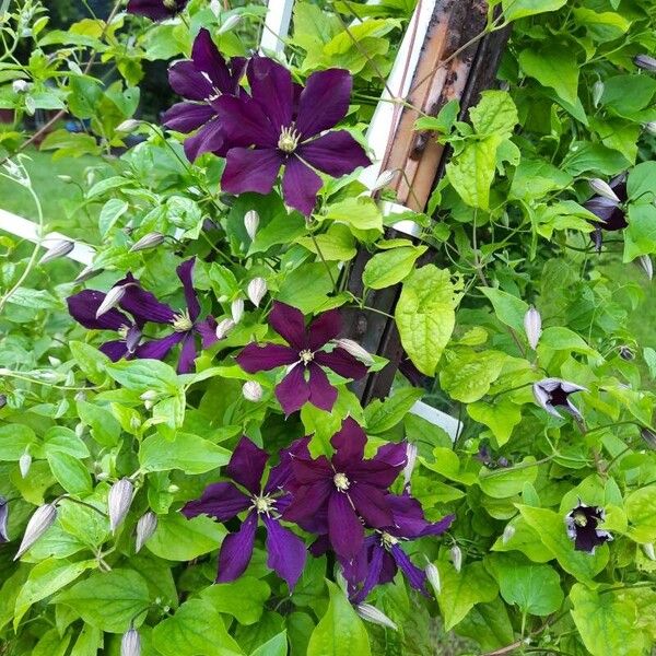 Clematis viticella പുഷ്പം