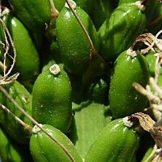 Agave filifera Fruit