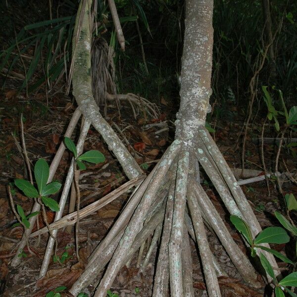 Pandanus tectorius Corteza